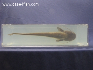 Foto Galerie/Siluriformes/Silurus glanis/Silurus glanis_03_S.jpg
